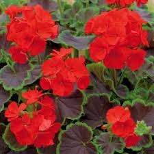 Horseshoe Geranium Black Velvet Red Pelargonium Zonale Geraniums Pelargonium Love Flowers