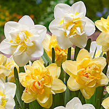 Se non avete un giardino o se non volete aspettare la primavera per poter ammirare la bellezza dei fiori, è possibile ricreare un piccolo angolo. 15x Narcissus Bulbi Di Narciso A Doppia Fioritura Miscela Di Fiori Giallo Bianco Bulbi A Fioritura Precoce Piante A Fioritura Perenne O 12 14cm Amazon It Giardino E Giardinaggio