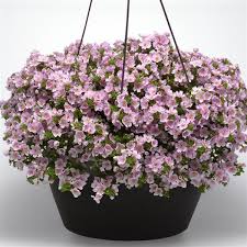 Image result for Bacopa