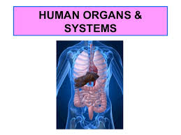 The liver is the most important organ of the metabolic system. Organs And Systems In The Human Body