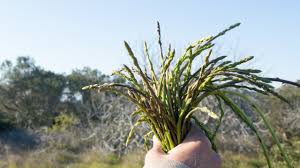 How to harvest wild asparagus in Colorado | FOX31 Denver