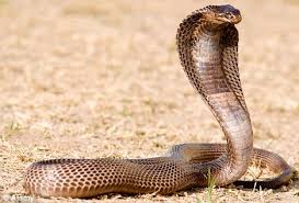 Image result for snakes in tanzania