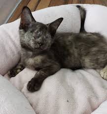 Did you scroll all this way to get facts about street cats png? Cattycorner Eye Infections Lead Two Kittens To Blindness But Tessa And Tilly Feel Much Better Now