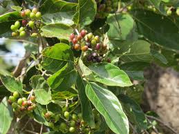 Image result for Crossopteryx