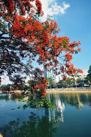 Gia đình chân to phiêu lưu ký. Thanh Phá»' Cáº£ng Háº£i Phong Thanh Phá»' Hoa PhÆ°á»£ng Ä'á» Kinh Nghiá»‡m Du Lá»‹ch