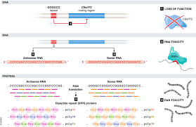 Rna Toxicity In Non Coding Repeat Expansion Disorders The Embo Journal