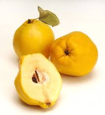 Check spelling or type a new query. Common Quince Cydonia Versus Flowering Quince Chaenomeles Missouri Environment And Garden News Article Integrated Pest Management University Of Missouri
