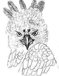 Harpy eagle coloring page fun free downloads activity pages. Unique Head Feather Of Harpy Eagle Coloring Pages Coloring Sun Animal Coloring Pages Owl Coloring Pages Coloring Pages