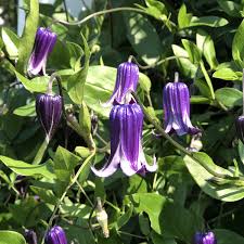 Image result for Clematis costata