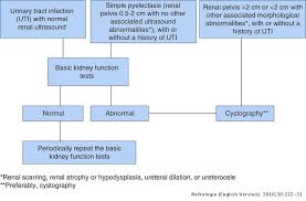 The bioartificial kidney, the size of a coffee cup, consists of two modules that work together to get rid of wastes. Usefulness Of Basic Renal Function Tests In Decision Making In Children With Loss Of Renal Parenchyma And Or Dilation Of The Urinary Tract Nefrologia