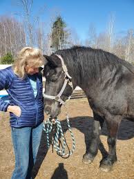 Gaia had a visit from Janice Anderson who worked with her for 10 years at  Manes and Motions… it was very sweet reunion. The horses appreciate  spending time with their friends