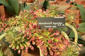 Image result for Monadenium lugardiae