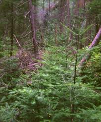 Trees Gifs Page 4 Wifflegif Find images of tree trunk. trees gifs page 4 wifflegif