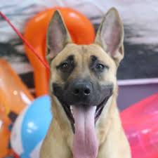 All of the animals in paaws care live with our volunteer fosters until they are placed into loving forever homes. Evansville Animal Care Control Official Home Facebook