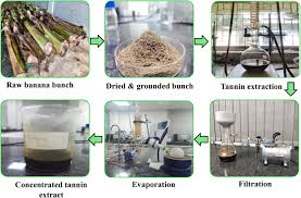 Image result for Tessmannia burttii