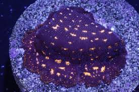 Image result for Sclerocroton