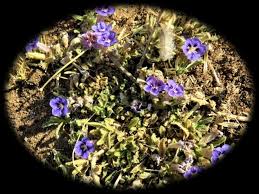 Image result for Aptosimum albomarginatum