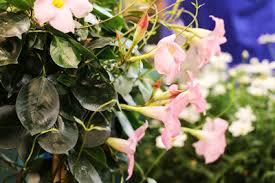 Die dipladenia mandeville ist nicht nur wegen ihres buschigen wuchses und ihrer anspruchslosigkeit in sachen wasserbedarf so beliebt als sommerliche balkonpflanze. Dipladenia Sundaville Mandevilla Uberwintern Gartendialog De