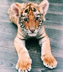 Animals Cat Leon Cute Sevimli Hayvan Yavrulari Memeliler Hayvan