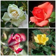 Types Of Rose Flower By Color – Purple Shaded Pink Rose – Photo Trap