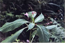 Image result for Pharnaceum brevicaule