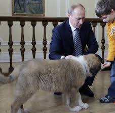 Im zug der zeit „dann ist es mir passiert, sagte die hübsche junge frau, ohne zu bemerken wie ein. Putins Buffy Der Dumme Hund Des Russischen Alpha Ruden Welt