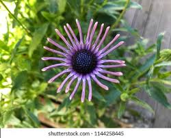 Image result for Nesogenaceae