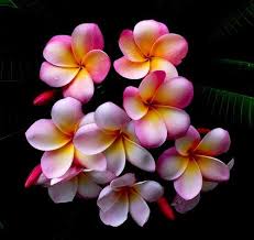Frangi Pani Beautiful Flowers Flowers Photography Pretty Flowers