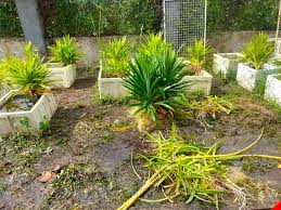 Tanaman ini secara abadi memiliki cluster semak yang berbentuk kipas panjang, dengan daun yang sempit dan menghasilkan bau yang kuat saat layu. Boss Lobster Air Tawar Crayfish Udang Kara Air Tawar Facebook