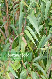 Image result for Eucalyptus citriodora