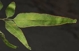 Image result for Lindsaea ensifolia