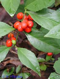 Image result for Crossopetalum