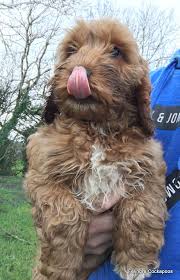 Cockapoo puppies for sale in pa are a happy, lively little dog and brighten up the day with their. Cockapoo Puppies For Sale Felindre Cockapoo Breeders Uk