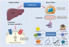 Mechanism of action metformin is an antihyperglycemic agent, which improves glucose tolerance in patients with type 2 diabetes, lowering both basal and postprandial plasma glucose. Metformin In Cancer Diabetes Research And Clinical Practice