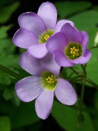 Image result for Oxalis latifolia
