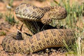 Prairie Rattlesnake A Good Offense Is A Great Defense Rattlesnake Snake Images Snake Photos