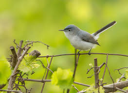 It endeavors to provide the products that you want, offering the best bang for your buck. Garden Birds Blue Gray Gnatcatcher Roads End Naturalist