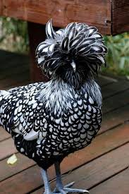 Black And White Hen Beautiful Beautiful Chickens Fancy Chickens Pet Birds