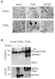Jul 26, 2012 · yearly ca 1032: The Long Form Of Flip Is An Activator Of Caspase 8 At The Fas Death Inducing Signaling Complex Journal Of Biological Chemistry