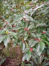 Image result for Rhamnaceae