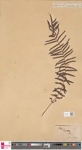 Image result for Pteris intricata