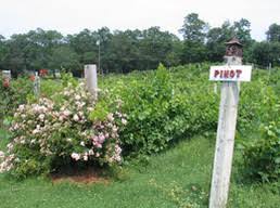 Things to do in cape cod, massachusetts: A Map Of Cape And Islands Breweries Wineries And Distilleries Curbed