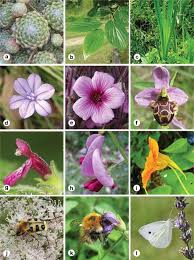 All floral parts are arranged spirally on the thalamus. Evolution Of Symmetry In Plants Springerlink