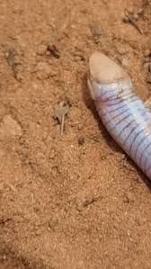 Image result for Phaeoptilum