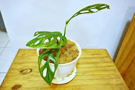 We did not find results for: Tips Merawat Janda Bolong Tanaman Hias Yang Harganya Melambung Hingga Seratusan Juta