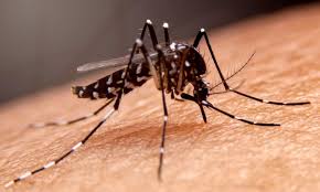 Maybe you would like to learn more about one of these? Hermina Hospitals Kenali Nyamuk Aedes Aegypti Penyebab Dbd