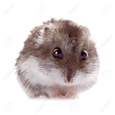 Hamster picture 835 1000 jpg : Gray Hamster On A White Background Stock Photo Picture And Royalty Free Image Image 17543715