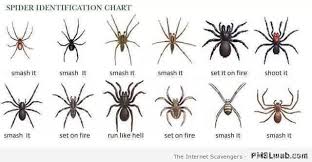 Pin Von Marciline Queen Auf Memes Gifs Rage Comics Ekeltiere Spinnen Hausspinne Lustige Spinne Spinne