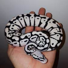 Stormtrooper Ball Python Pet Snake Cute Snake Pretty Snakes