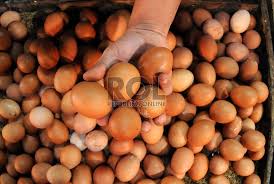 Telur ayam termasuk yang paling banyak digemari dan dikonsumsi. Telur Omega 3 Ipb Tembus Pasar Jabodetabek Republika Online